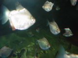DSC02851.JPG