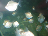 DSC02852.JPG