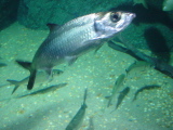 DSC02857.JPG