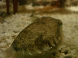 DSC02452.jpg