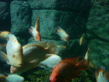 DSC02509.jpg