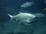 DSC02511.jpg