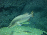 DSC02512.jpg