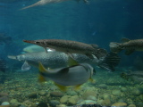 DSC02520.jpg