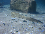 DSC02528.jpg