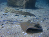 DSC02531.jpg