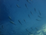 DSC02550.jpg