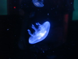DSC02566.jpg