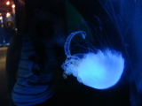 DSC02570.jpg
