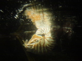 DSC02801.JPG