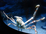 DSC02456.jpg