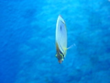 DSC02807.JPG