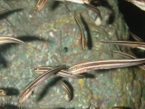 DSC02822.JPG